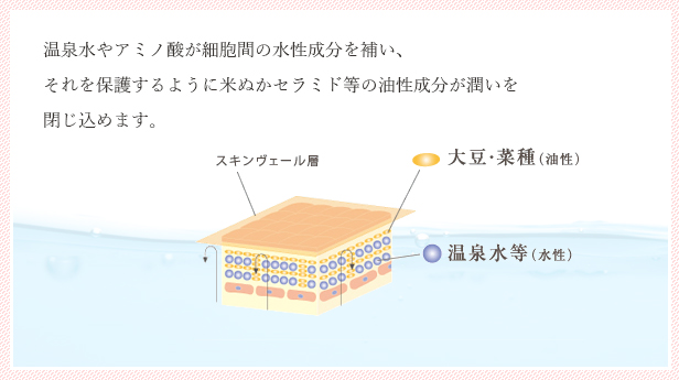 温泉水やアミノ酸が細胞間の水性成分を補い、それを保護するように米ぬかセラミド等の油性成分が潤いを閉じ込めます。